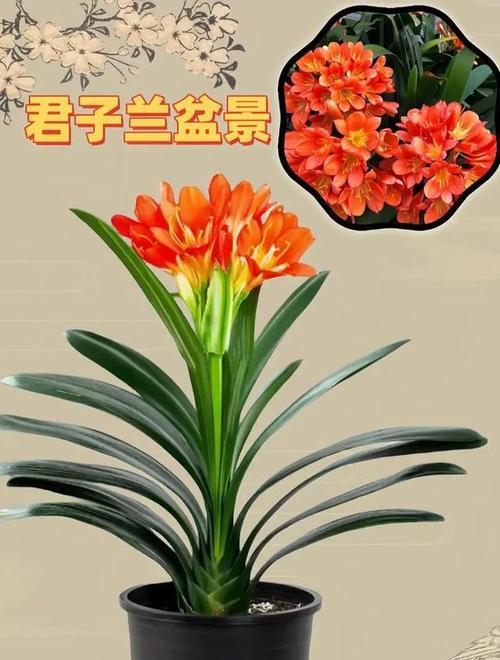 寓意好运和生育的花有哪些？它们各自的含义是什么？