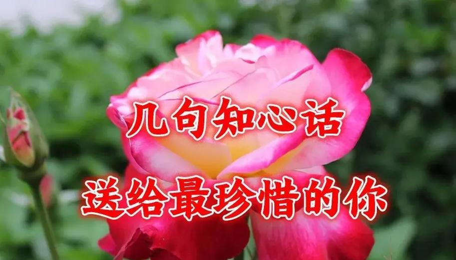 情人节送一朵花给玉儿有何深意？一朵花的寓意是什么？
