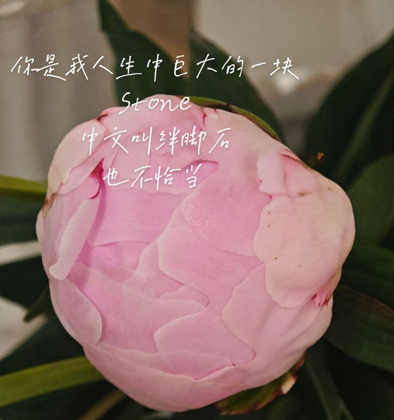 情人节送一朵花给玉儿有何深意？一朵花的寓意是什么？