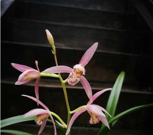 哪种花象征好色？花的寓意与好色有关吗？