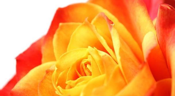 橙色玫瑰花代表什么？它的花语有何独特之处？