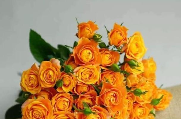 橙色玫瑰花代表什么？它的花语有何独特之处？