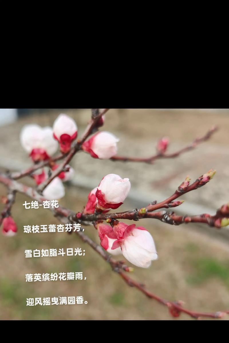 杏色百合花象征着什么？它的花语是什么？