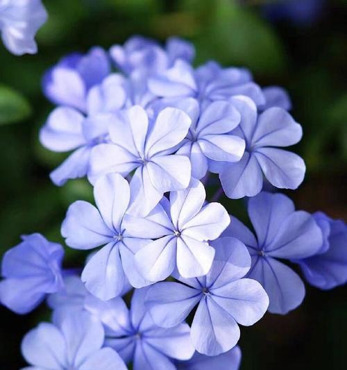 寓意平安的蓝色花有哪些？蓝色花的花语是什么？