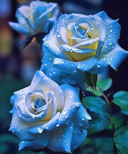 寓意平安的蓝色花有哪些？蓝色花的花语是什么？