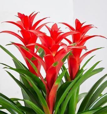 吉祥如意寓意的花有哪些？它们各自代表什么？