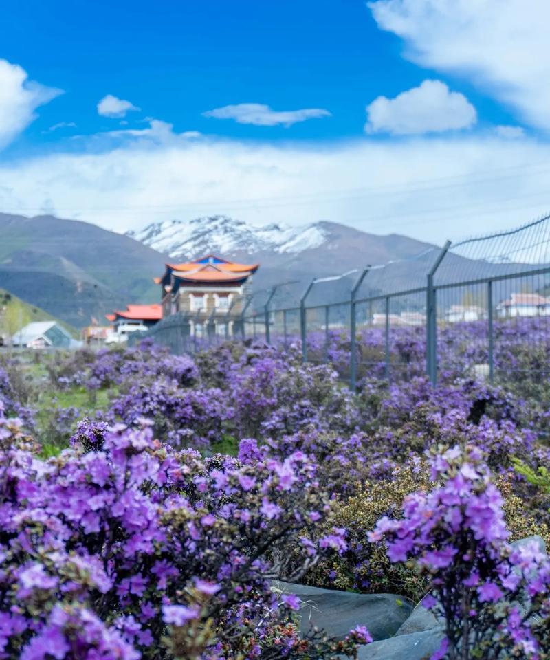 宁城杜鹃花节的寓意是什么？杜鹃花节的文化背景和意义是什么？