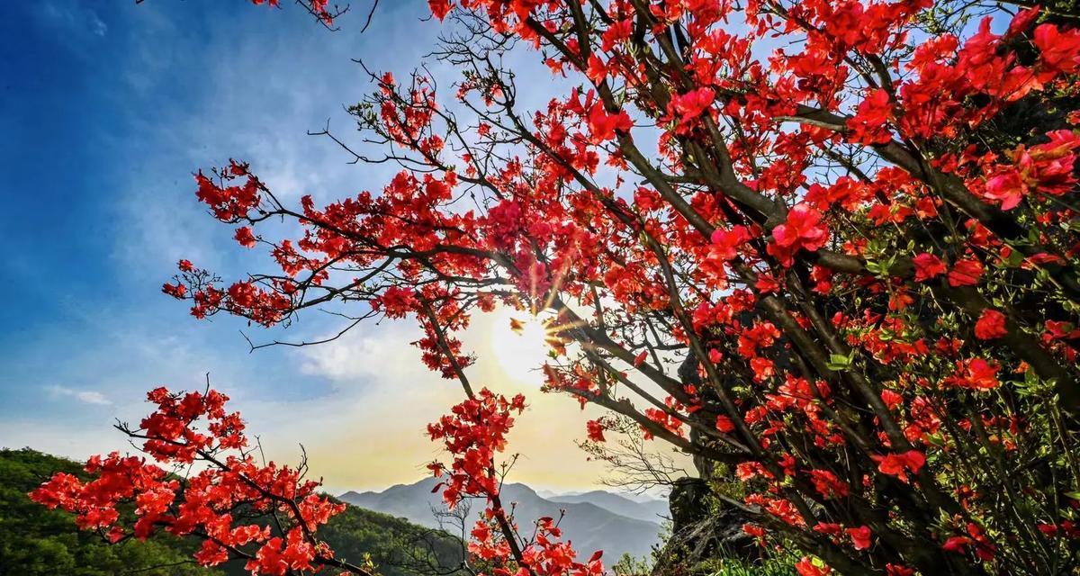 宁城杜鹃花节的寓意是什么？杜鹃花节的文化背景和意义是什么？