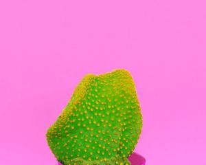 为何情人节选择仙人掌花作为礼物？