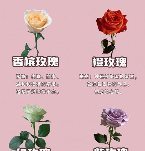 黄色塑料花的寓意是什么？它们在装饰中扮演什么角色？