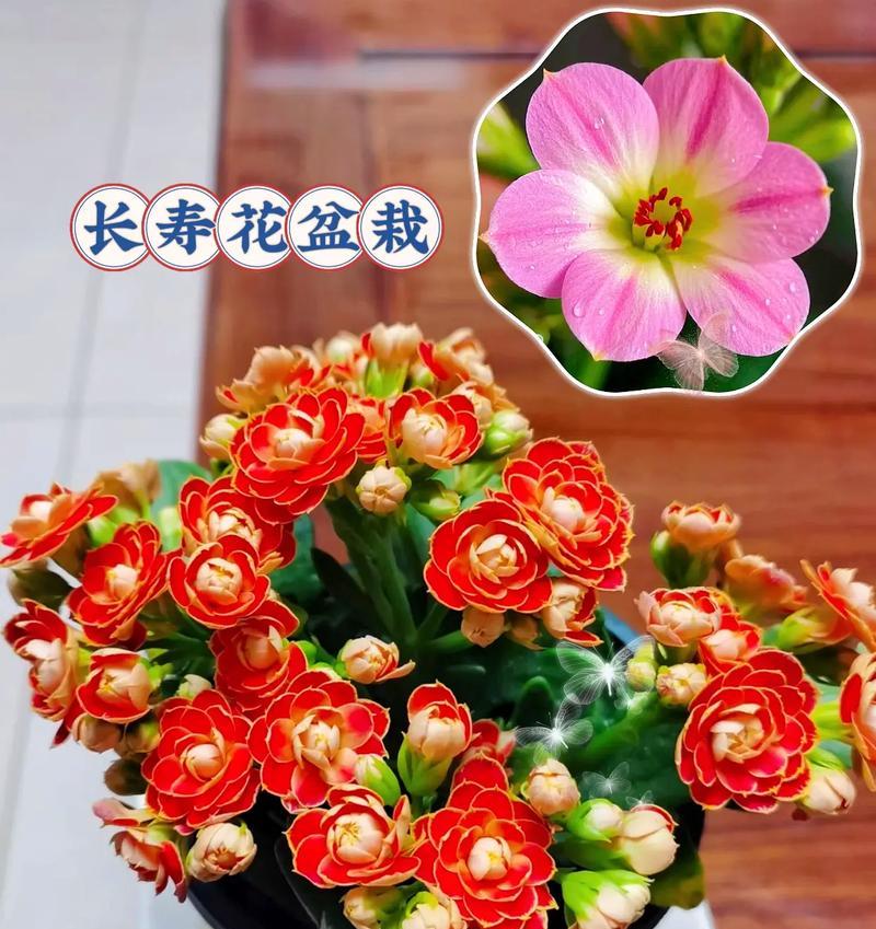 金色花象征着什么？比喻有哪些？