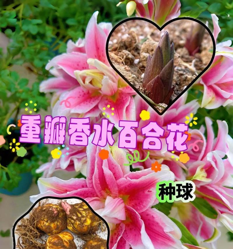 紫红色重瓣百合花代表什么？它的寓意有哪些？