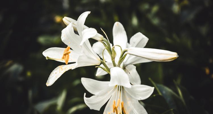 紫红色重瓣百合花代表什么？它的寓意有哪些？