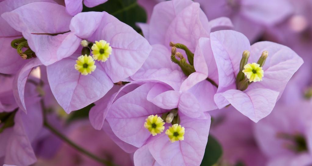 紫色光叶子花代表什么？紫色光叶子花的寓意是什么？