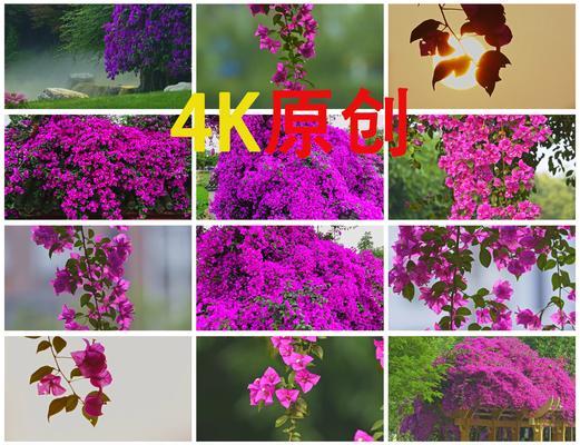紫色光叶子花代表什么？紫色光叶子花的寓意是什么？