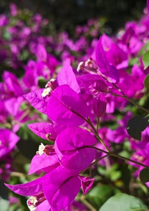 紫色光叶子花代表什么？紫色光叶子花的寓意是什么？