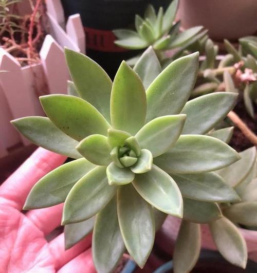 变色鱼花语是什么意思？它象征着什么？