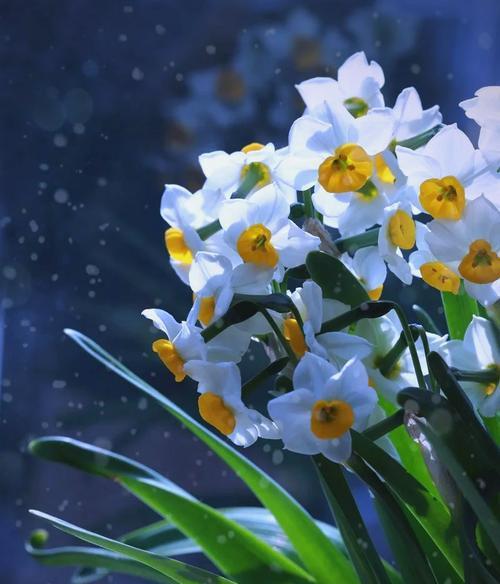 哪些花或物寓意吉祥和纯洁？