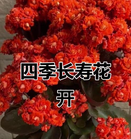 长寿花的寓意是什么？长寿花代表什么？