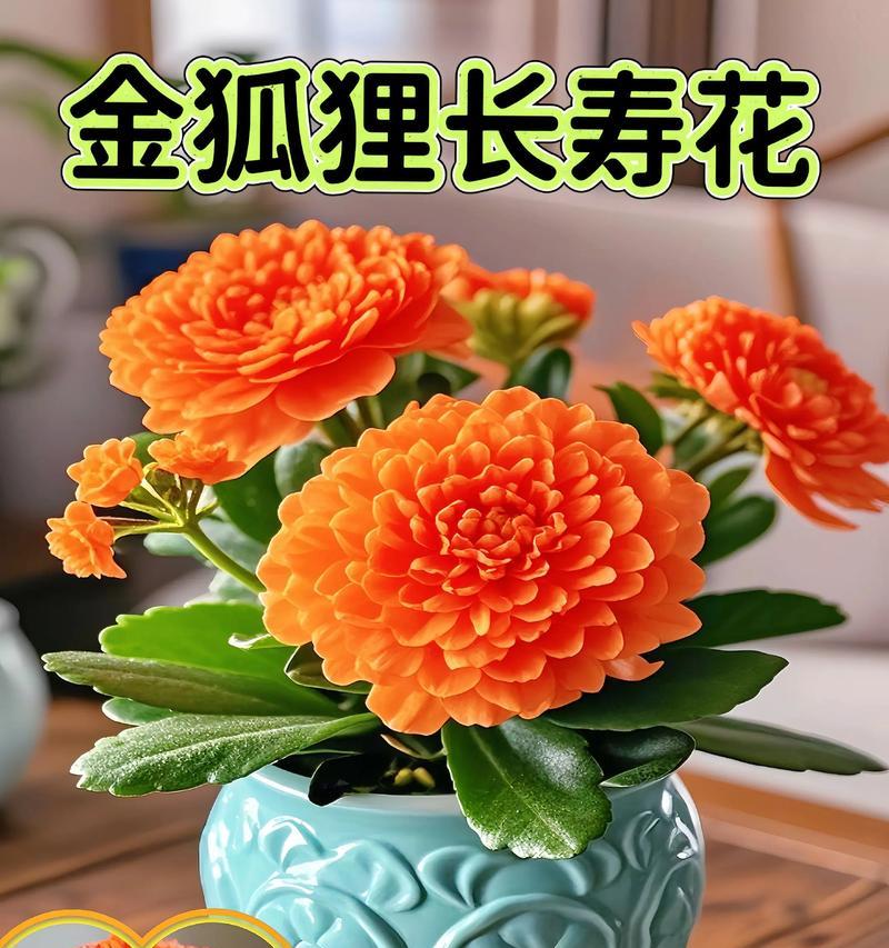 长寿花的寓意是什么？长寿花代表什么？