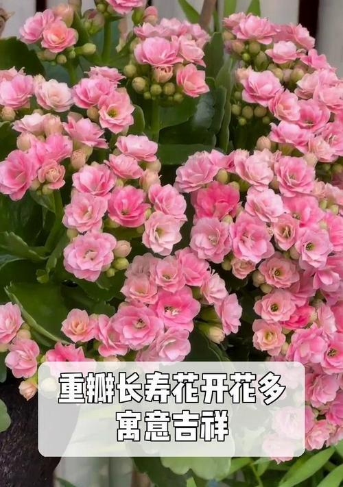 长寿花的寓意是什么？长寿花代表什么？