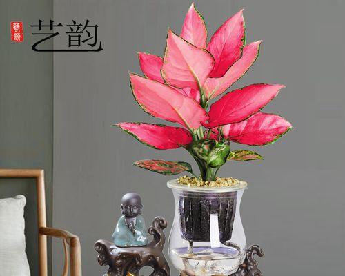 盆栽如意花代表什么？送盆栽如意花的寓意是什么？
