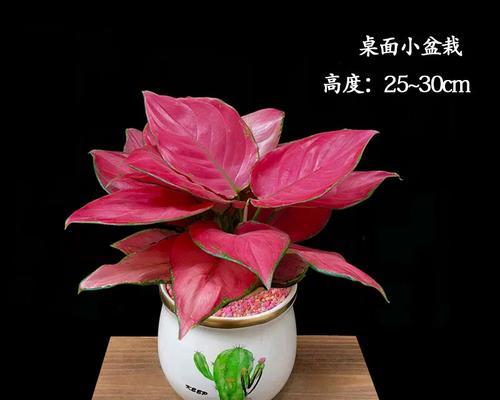 盆栽如意花代表什么？送盆栽如意花的寓意是什么？