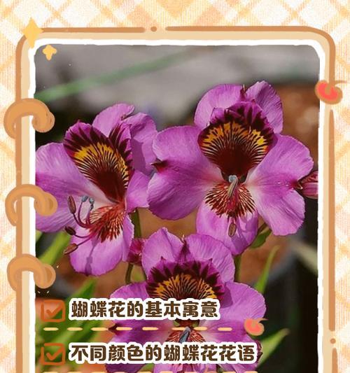 哪种花象征着祥和？七色花是否具有祥和的寓意？