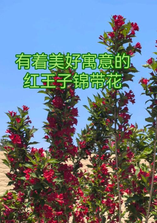 城南花已开代表了哪种爱情？