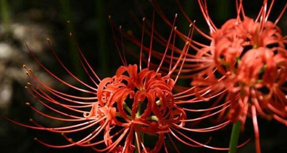 红色老虎花的花语是什么？它象征着什么？