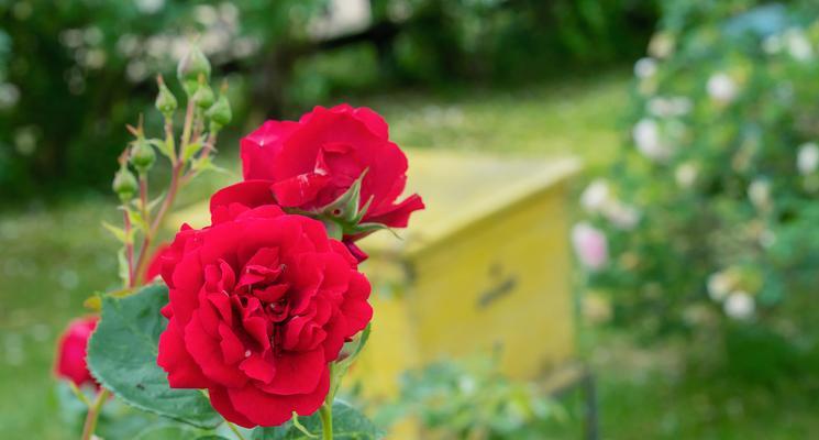 红色老虎花的花语是什么？它象征着什么？