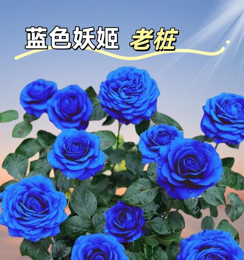 蓝色妖姬19朵花的含义是什么？它们代表了什么？