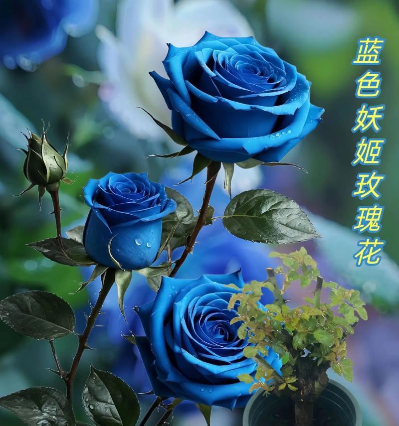 蓝色妖姬19朵花的含义是什么？它们代表了什么？