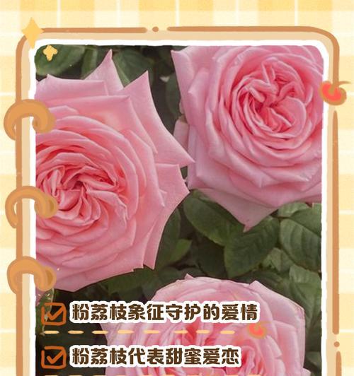 情人节送荔枝花有何寓意？