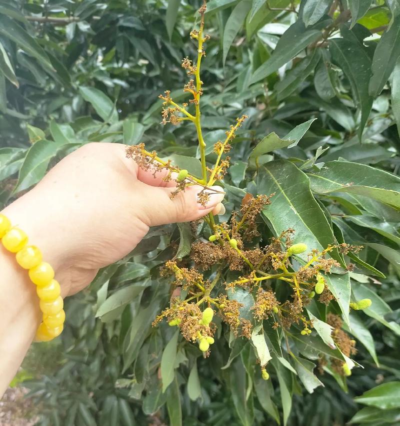 情人节送荔枝花有何寓意？