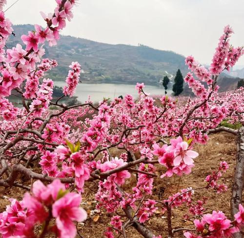 古代爱情寓意的花是什么？传统花卉在爱情中的象征意义？