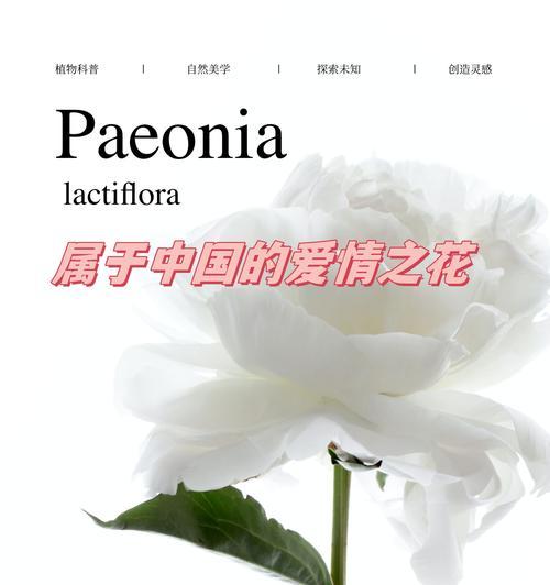 古代爱情寓意的花是什么？传统花卉在爱情中的象征意义？