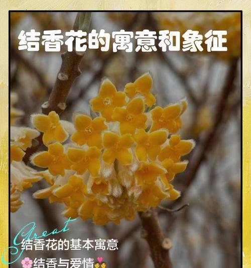 花的形状颜色意义是什么？如何理解花的象征意义？