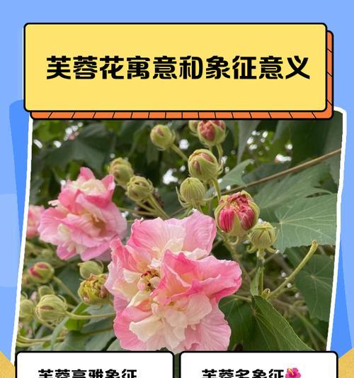 花的形状颜色意义是什么？如何理解花的象征意义？