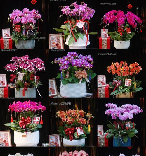 春节有哪些花语？春节的花代表什么？
