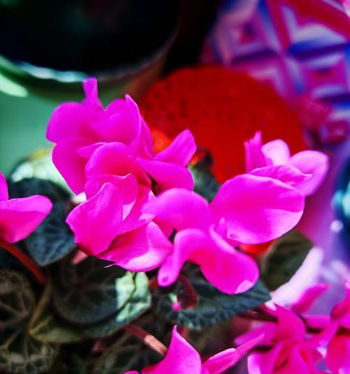 春节有哪些花语？春节的花代表什么？