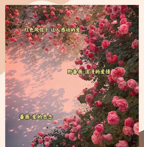 花语除了浪漫还有什么含义？它们还象征着什么？
