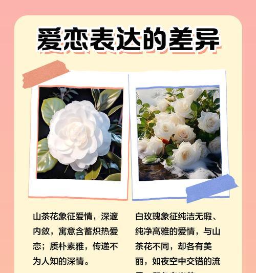 白色郁金香和玫瑰花的寓意分别是什么？如何用这两种花表达情感？