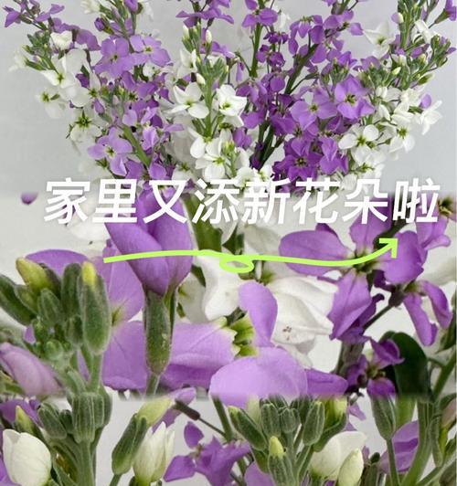 哪种紫色花代表永恒的爱？