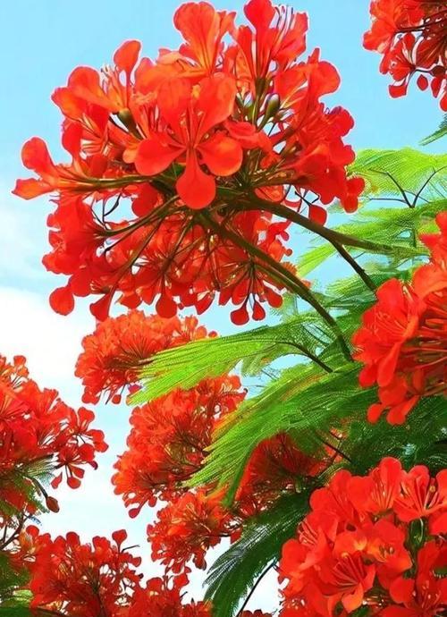 红色寓意的花有哪些树种？它们各自代表什么？
