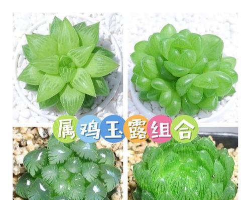 平安水晶的花语是什么？水晶花的寓意有哪些？