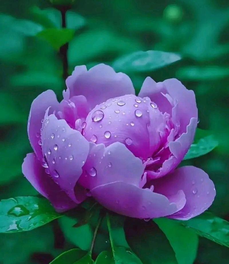 18朵紫色花代表什么？含义是什么？