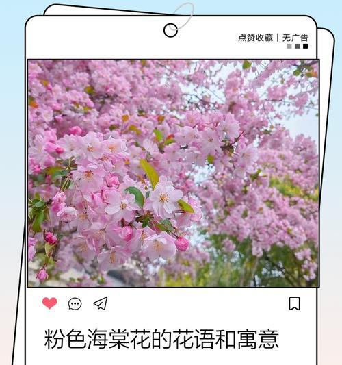 粉色白合花语是什么？粉色白合的寓意有哪些？