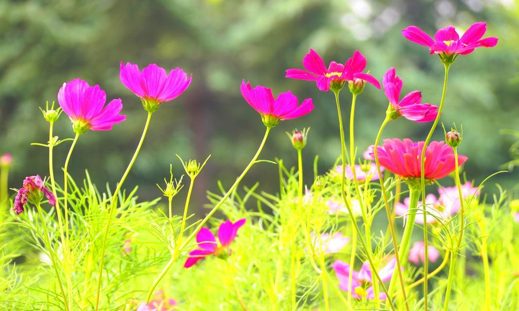 象征幸福喜悦的花是什么？如何通过花表达幸福？