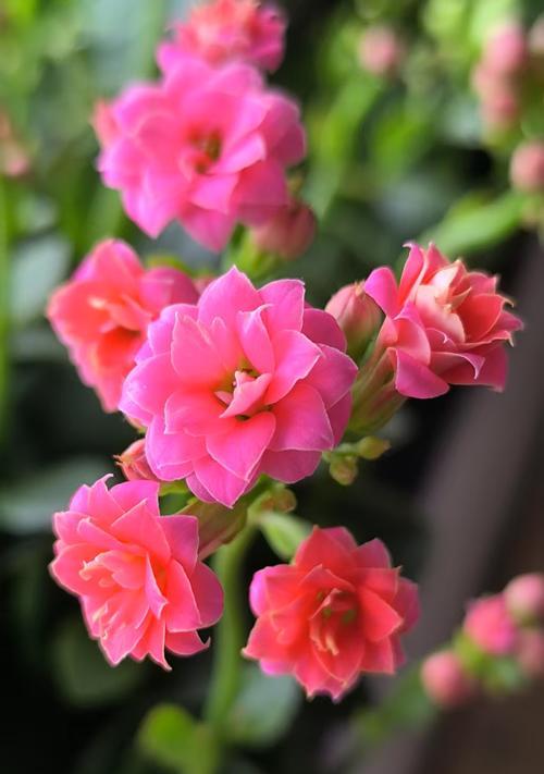 幸运花两种颜色的寓意是什么？春节有特殊寓意的花吗？